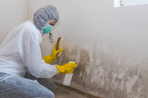 Best Black Mold Removal  in Potomac Mills, VA