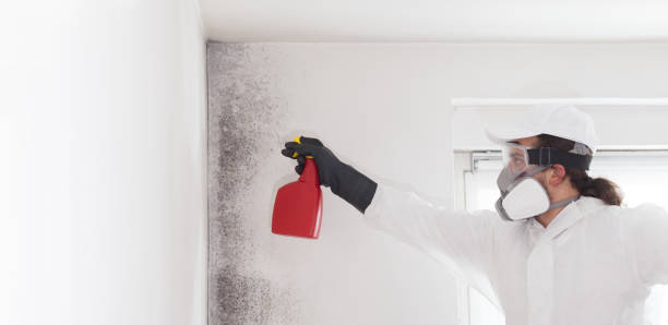 Best Mold Remediation  in Potomac Mills, VA