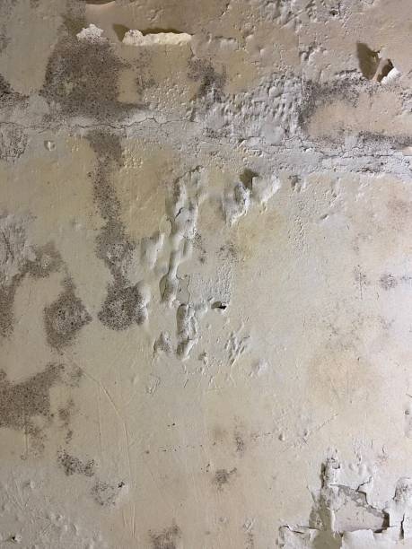 Mold Removal Process in Potomac Mills, VA