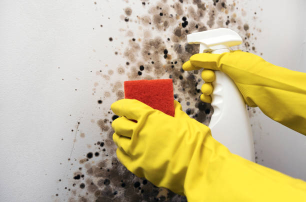 Mold Testing and Removal in Potomac Mills, VA