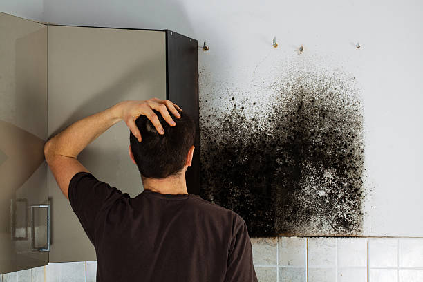 Best Mold Testing and Removal  in Potomac Mills, VA