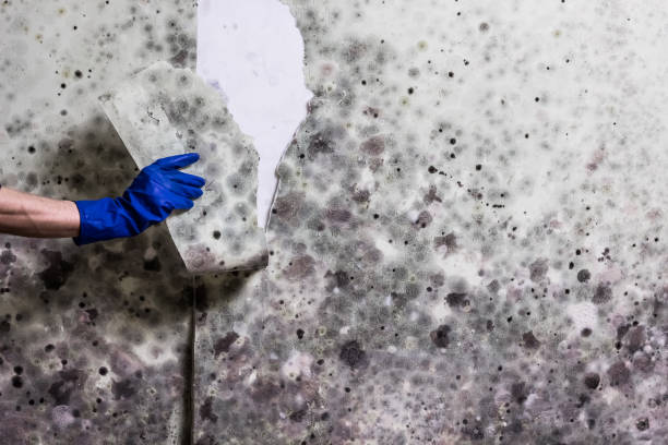 Best Toxic Mold Removal  in Potomac Mills, VA
